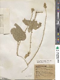 Calopogonium caeruleum image