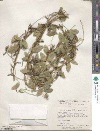 Image of Calopogonium galactioides