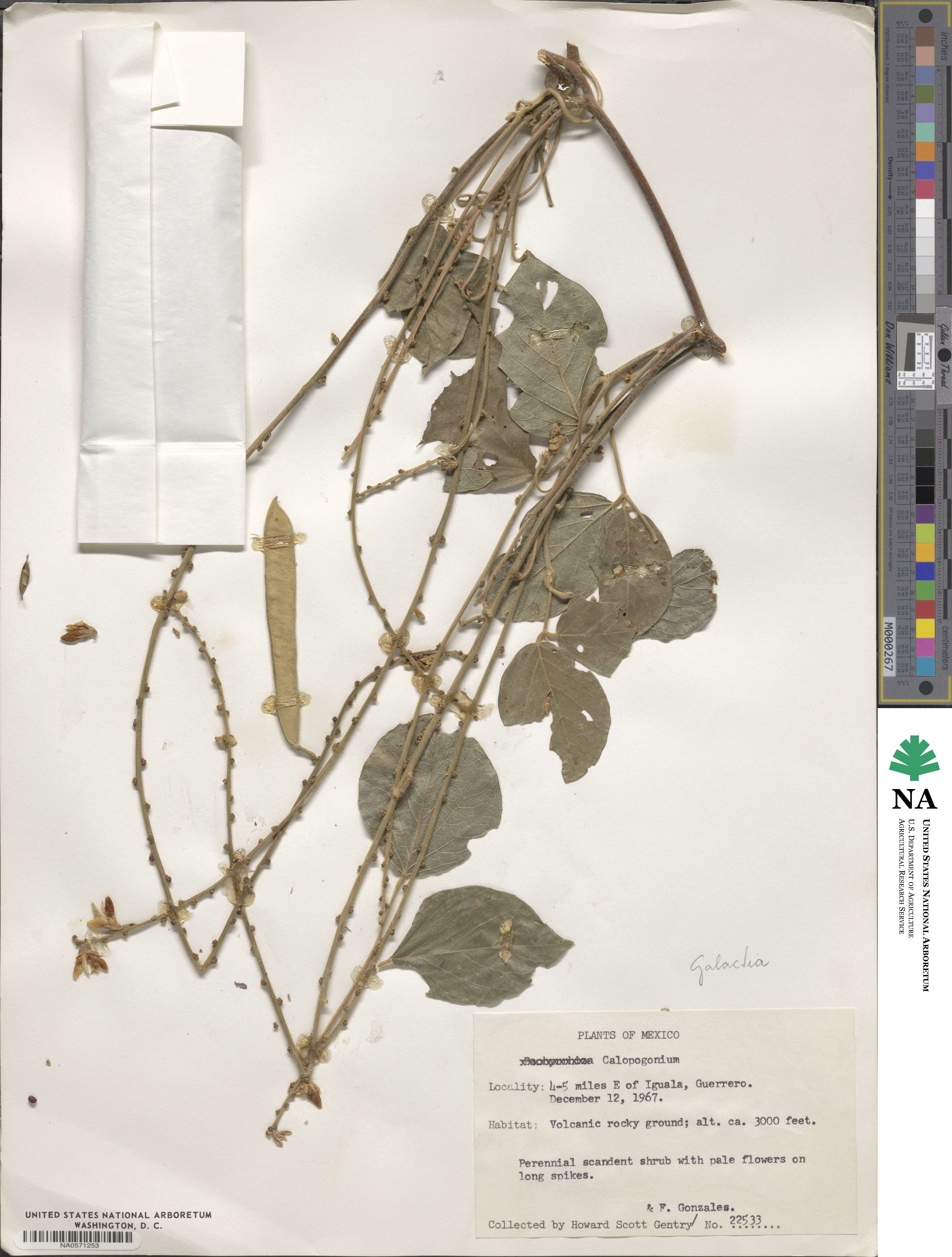 Calopogonium galactioides image