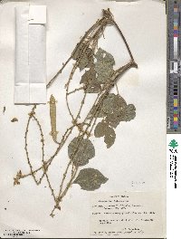 Calopogonium galactioides image