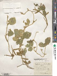 Calopogonium mucunoides image