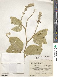 Calopogonium caeruleum image