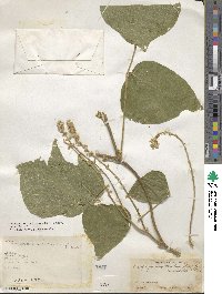 Calopogonium caeruleum image