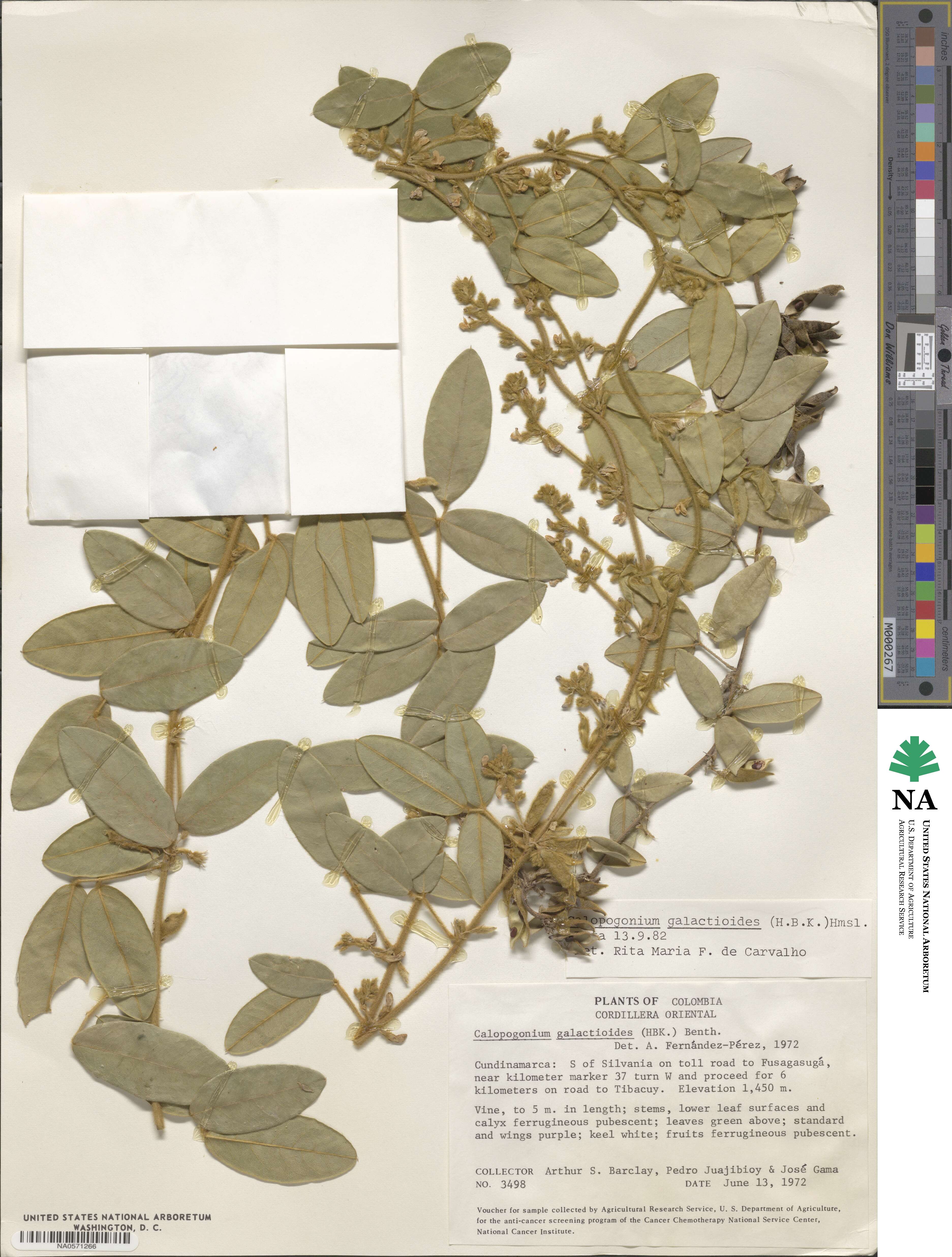 Calopogonium galactioides image