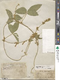 Calopogonium mucunoides image