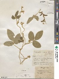 Calopogonium mucunoides image