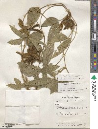 Calopogonium mucunoides image