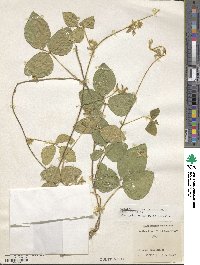 Calopogonium mucunoides image