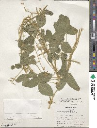 Calopogonium mucunoides image