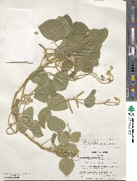 Calopogonium mucunoides image