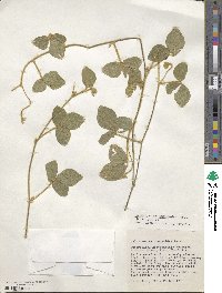 Calopogonium mucunoides image