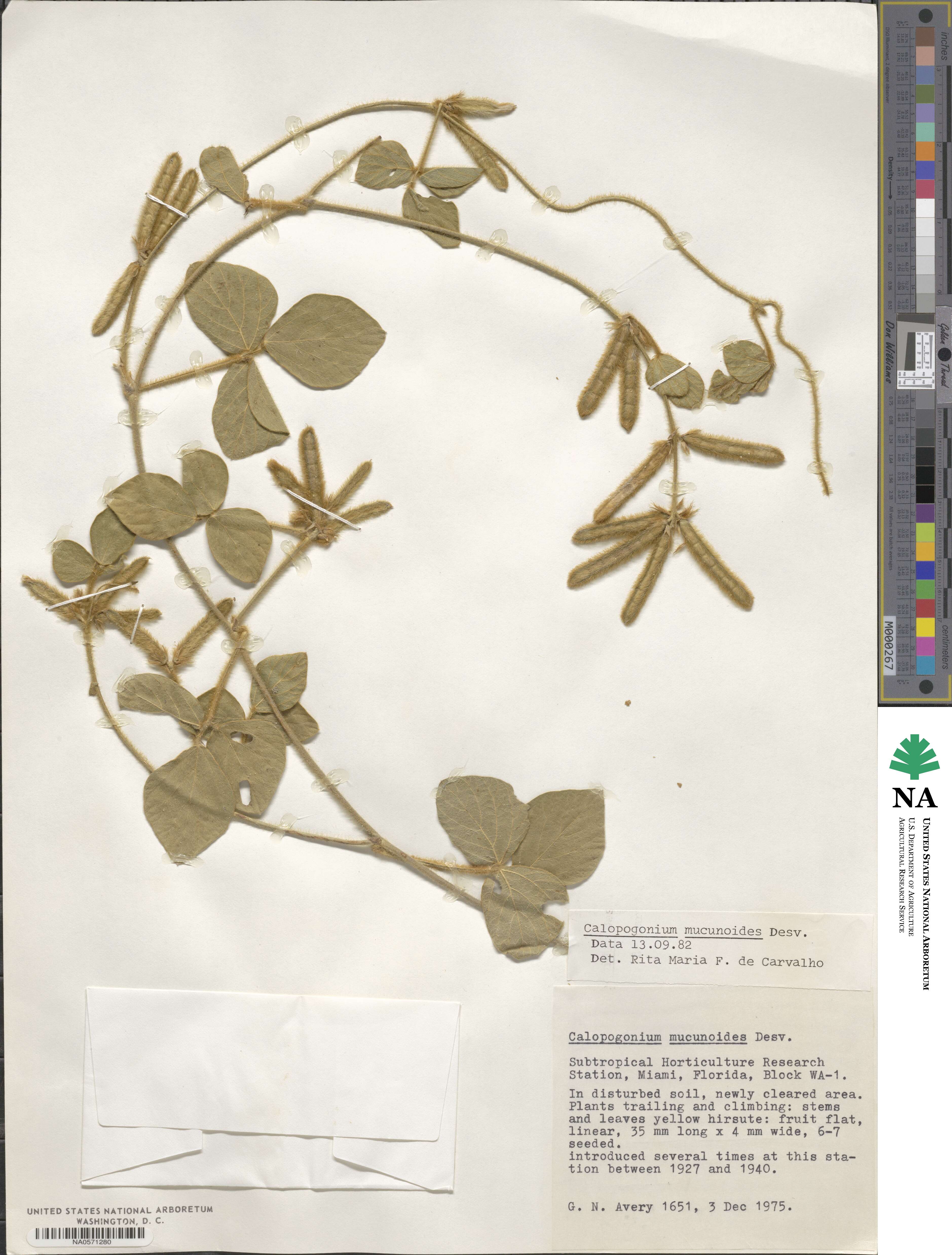 Calopogonium mucunoides image