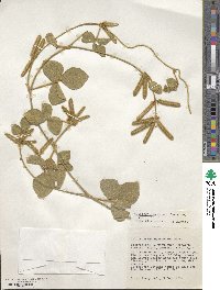 Calopogonium mucunoides image