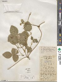 Calopogonium mucunoides image