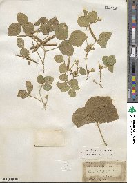 Calopogonium mucunoides image