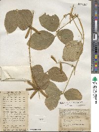 Calopogonium mucunoides image