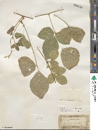 Calopogonium mucunoides image