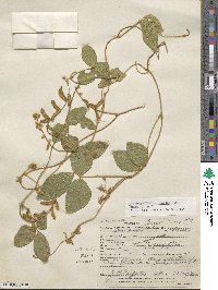 Calopogonium mucunoides image