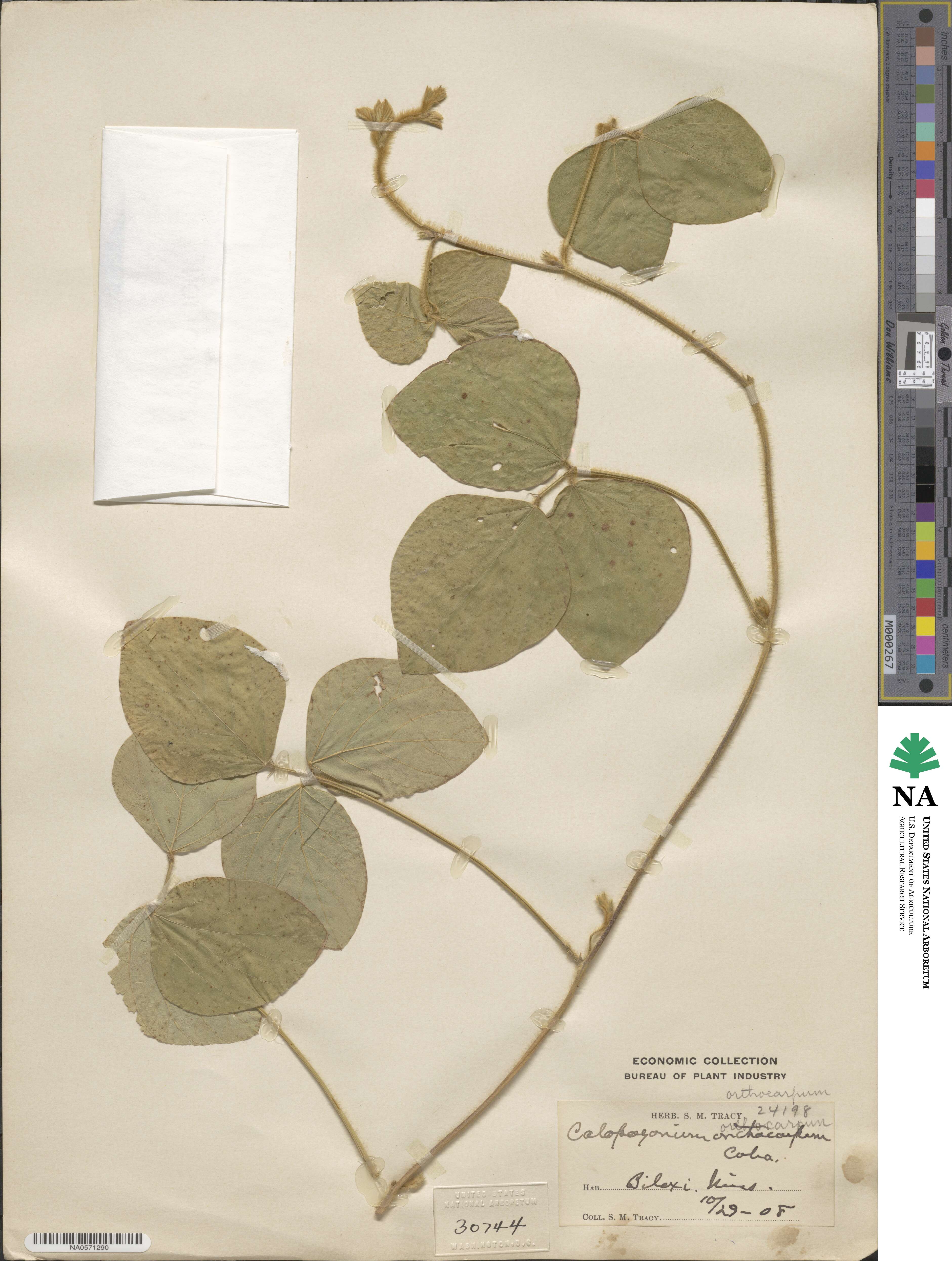 Calopogonium mucunoides image