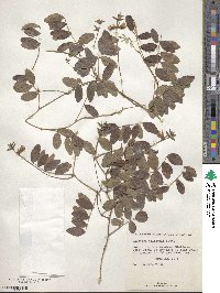 Galactia elliottii image