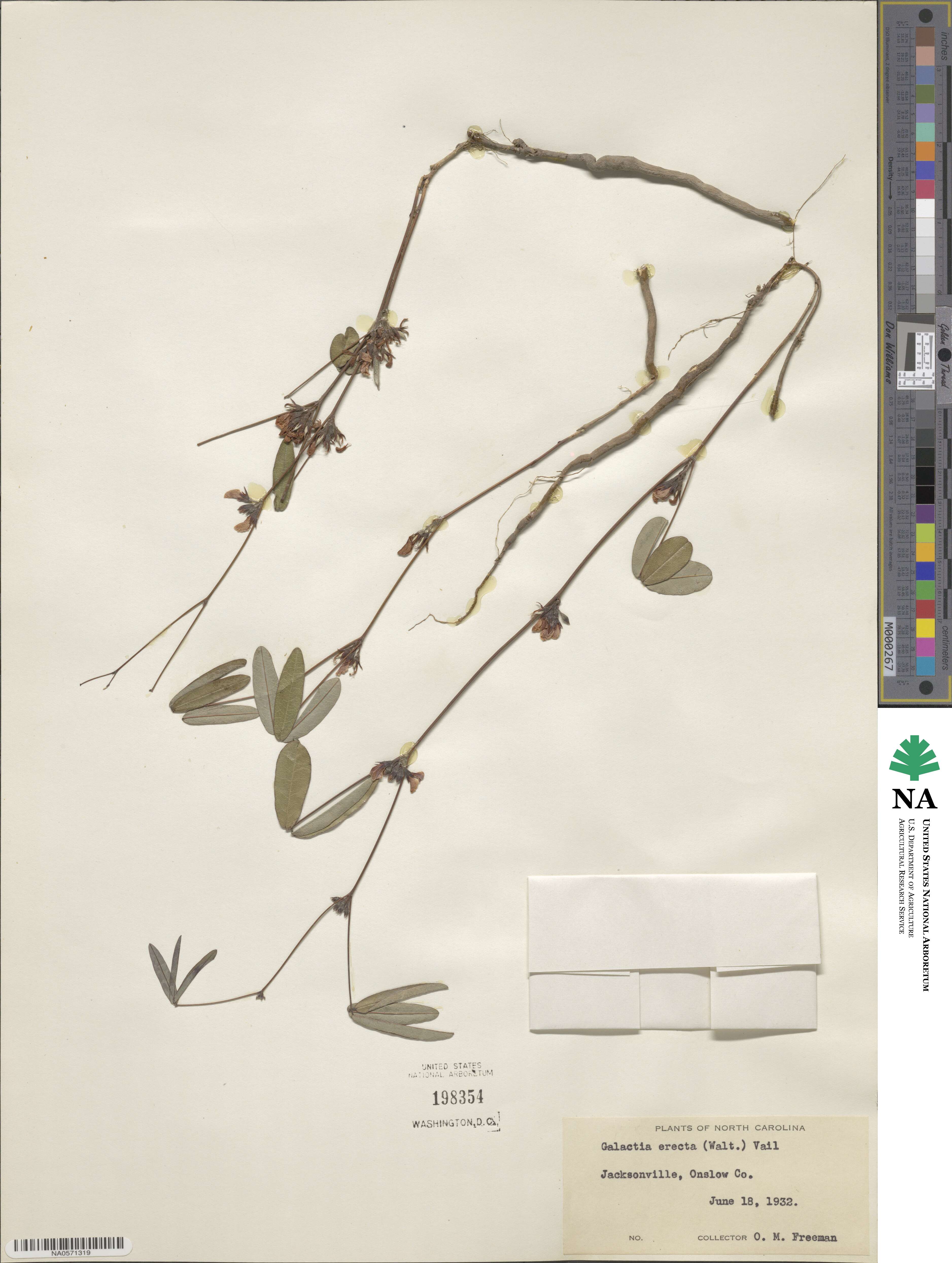 Galactia erecta image