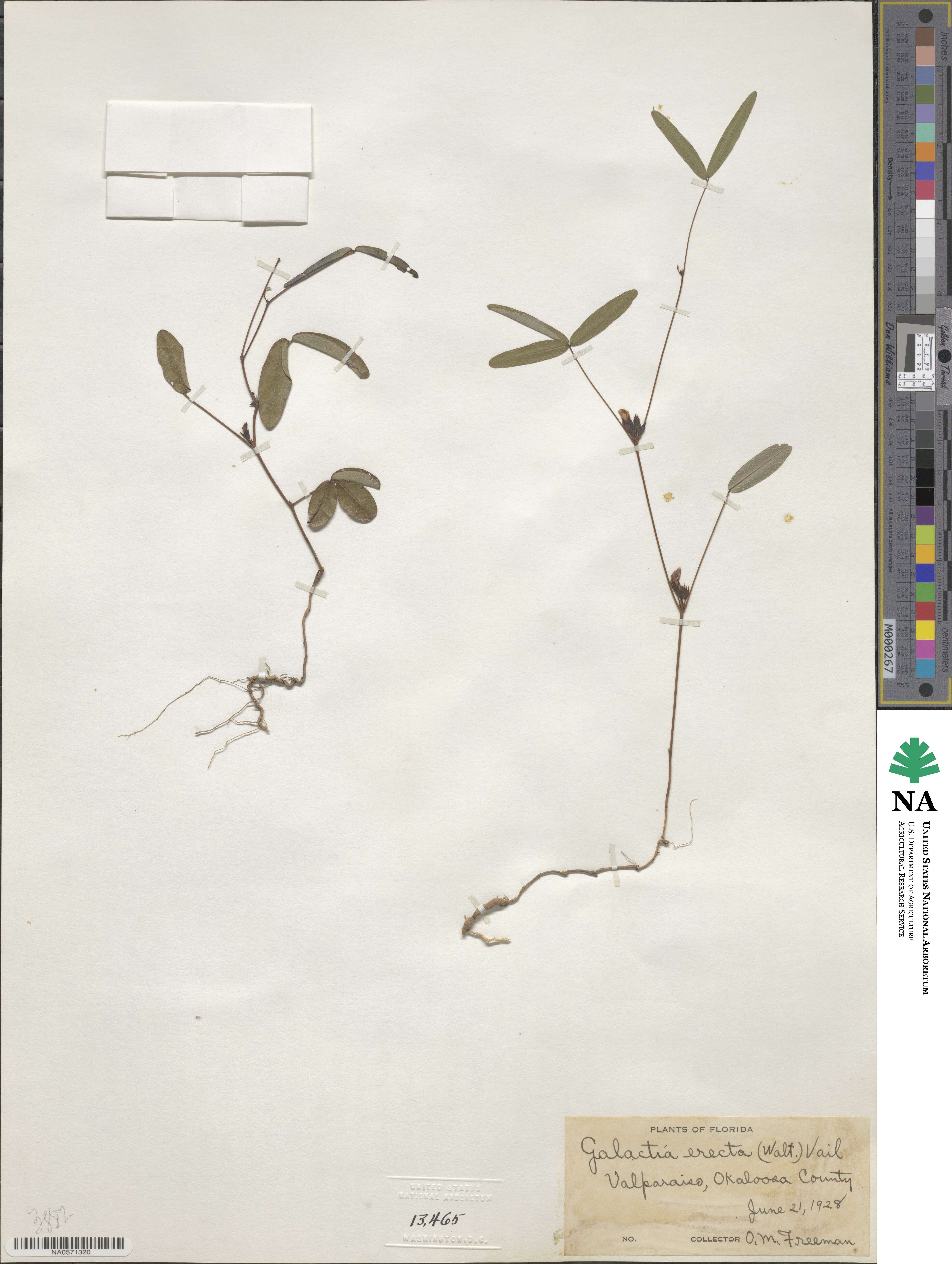 Galactia erecta image