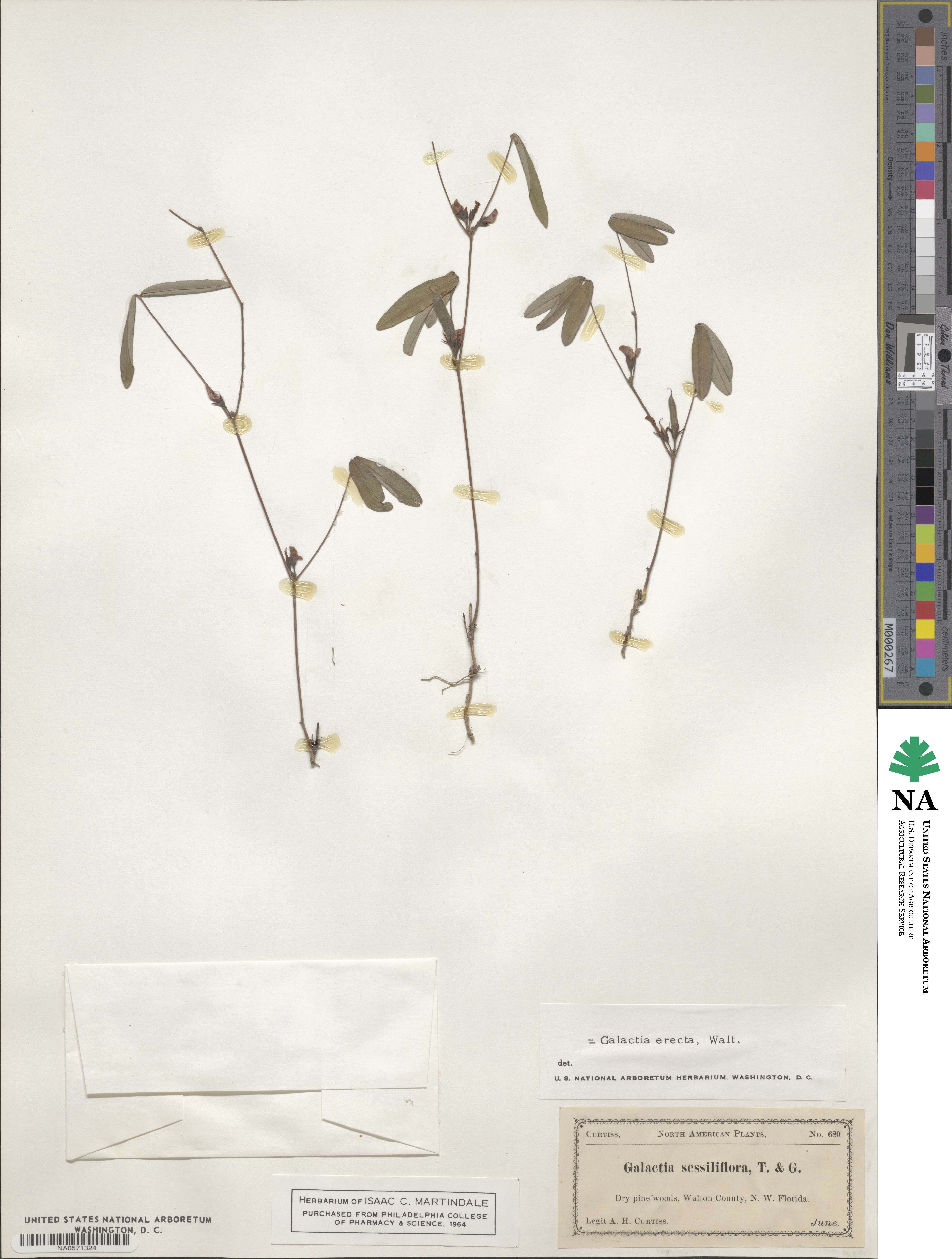 Galactia erecta image