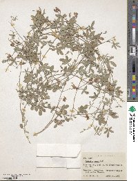 Galactia heterophylla image