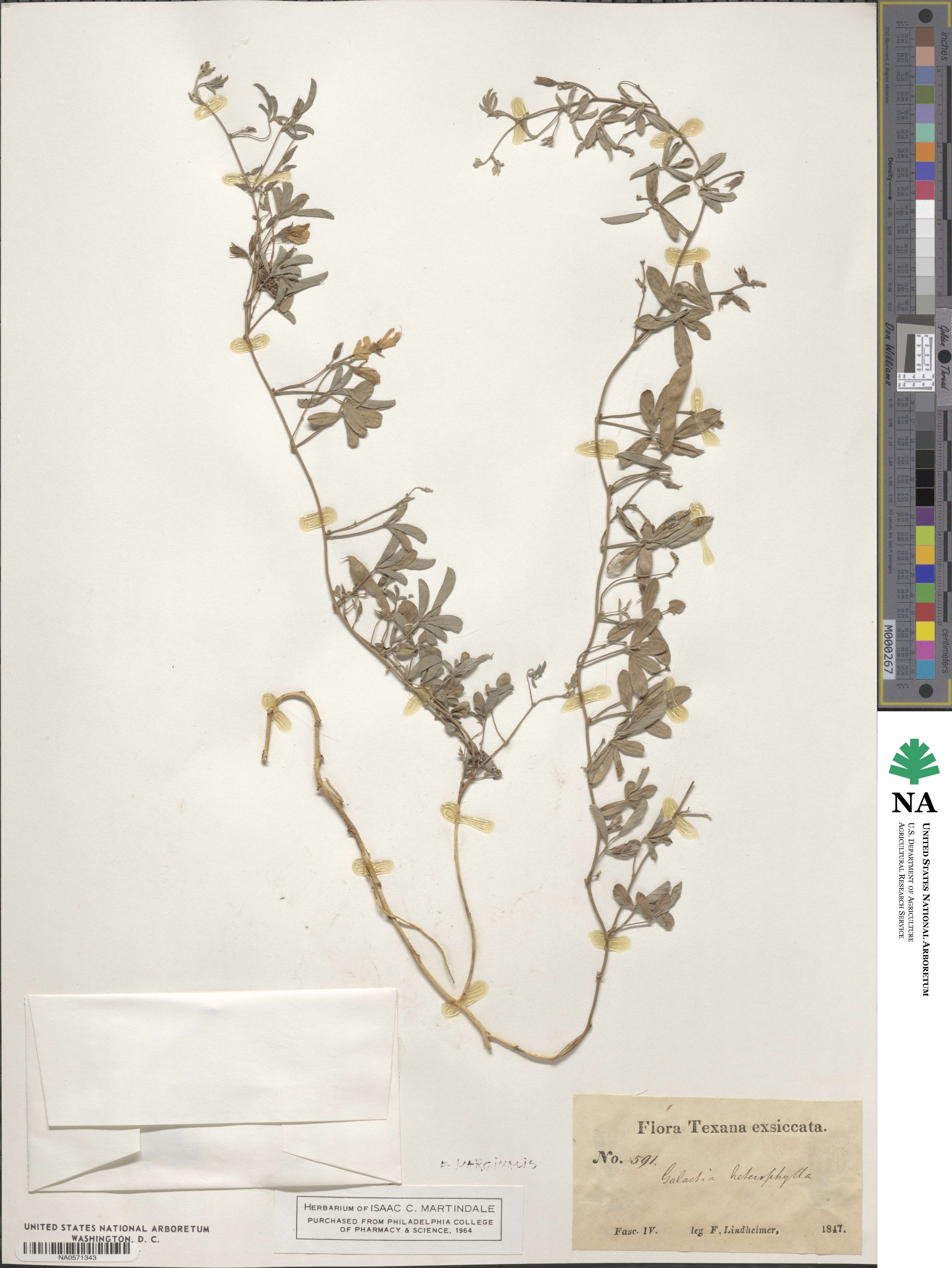 Nanogalactia heterophylla image
