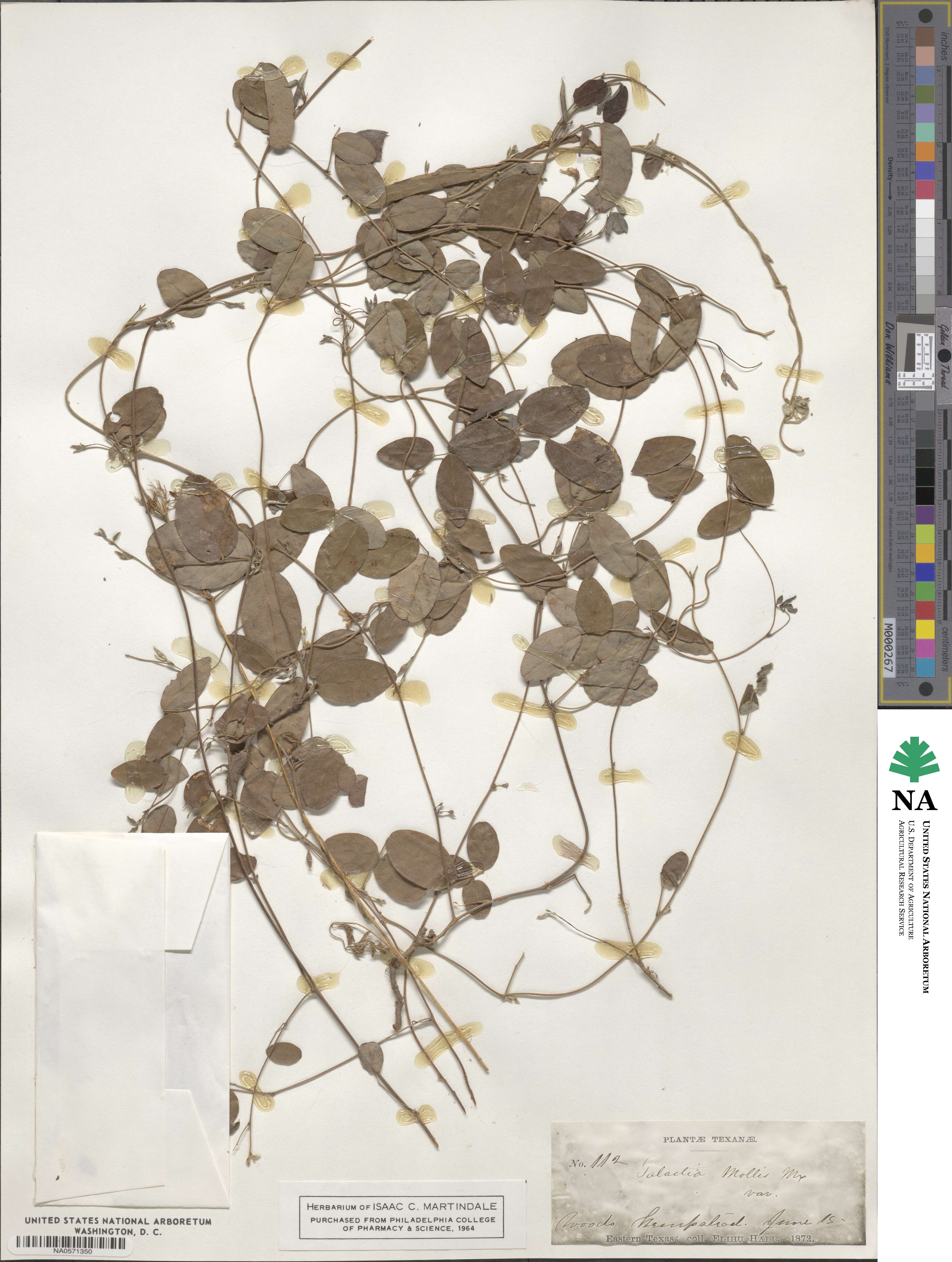 Galactia mollis image