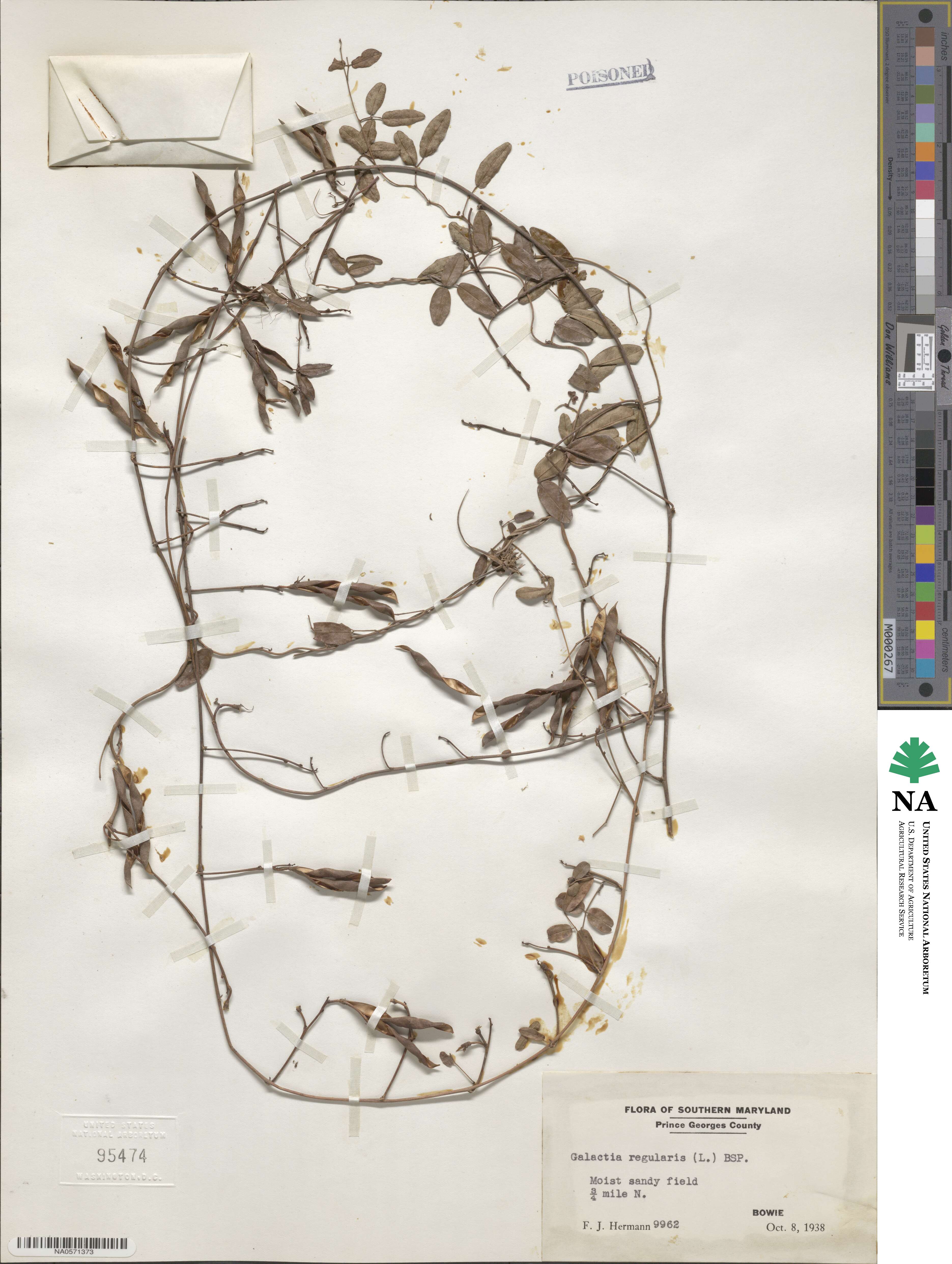 Galactia regularis image