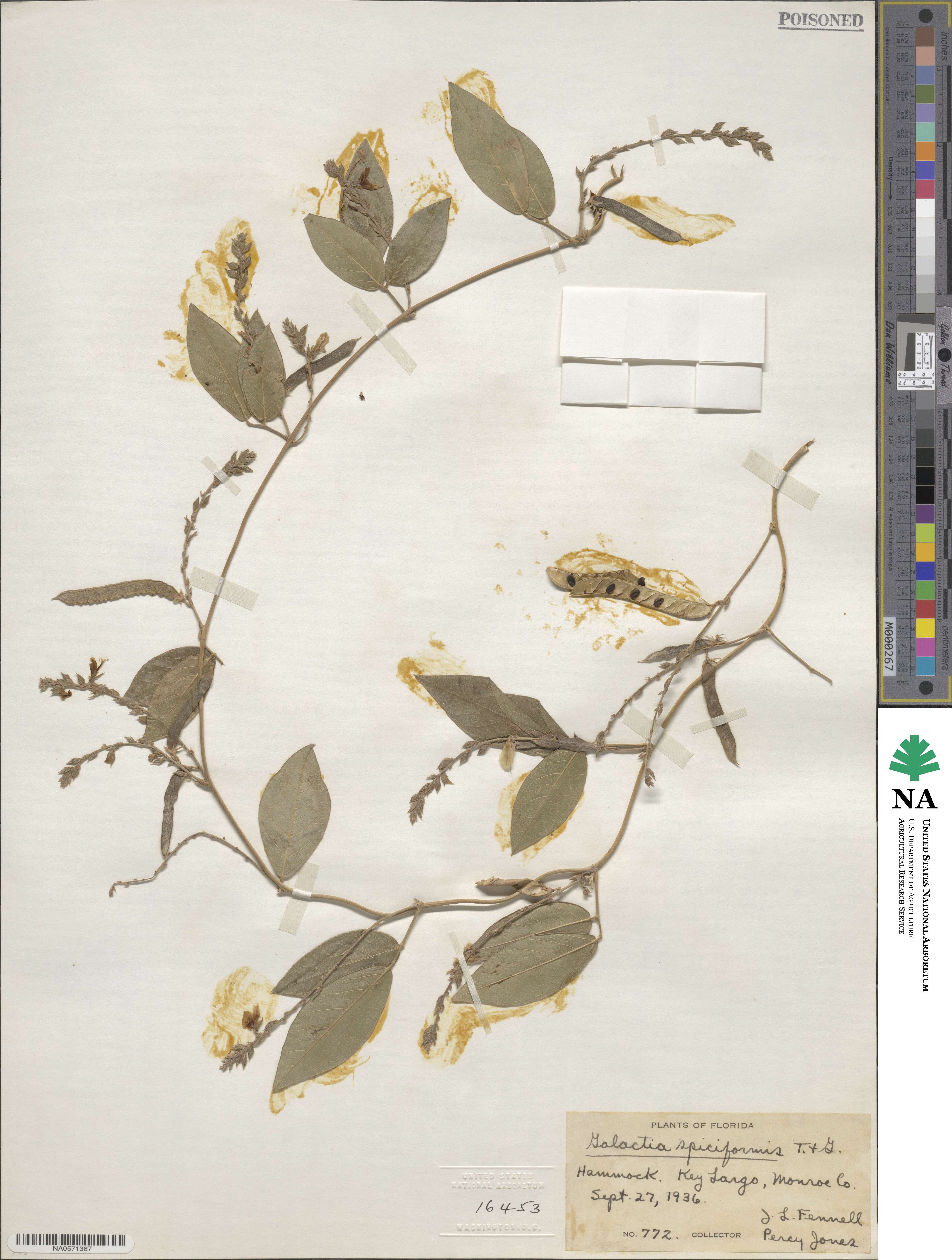 Galactia spiciformis image