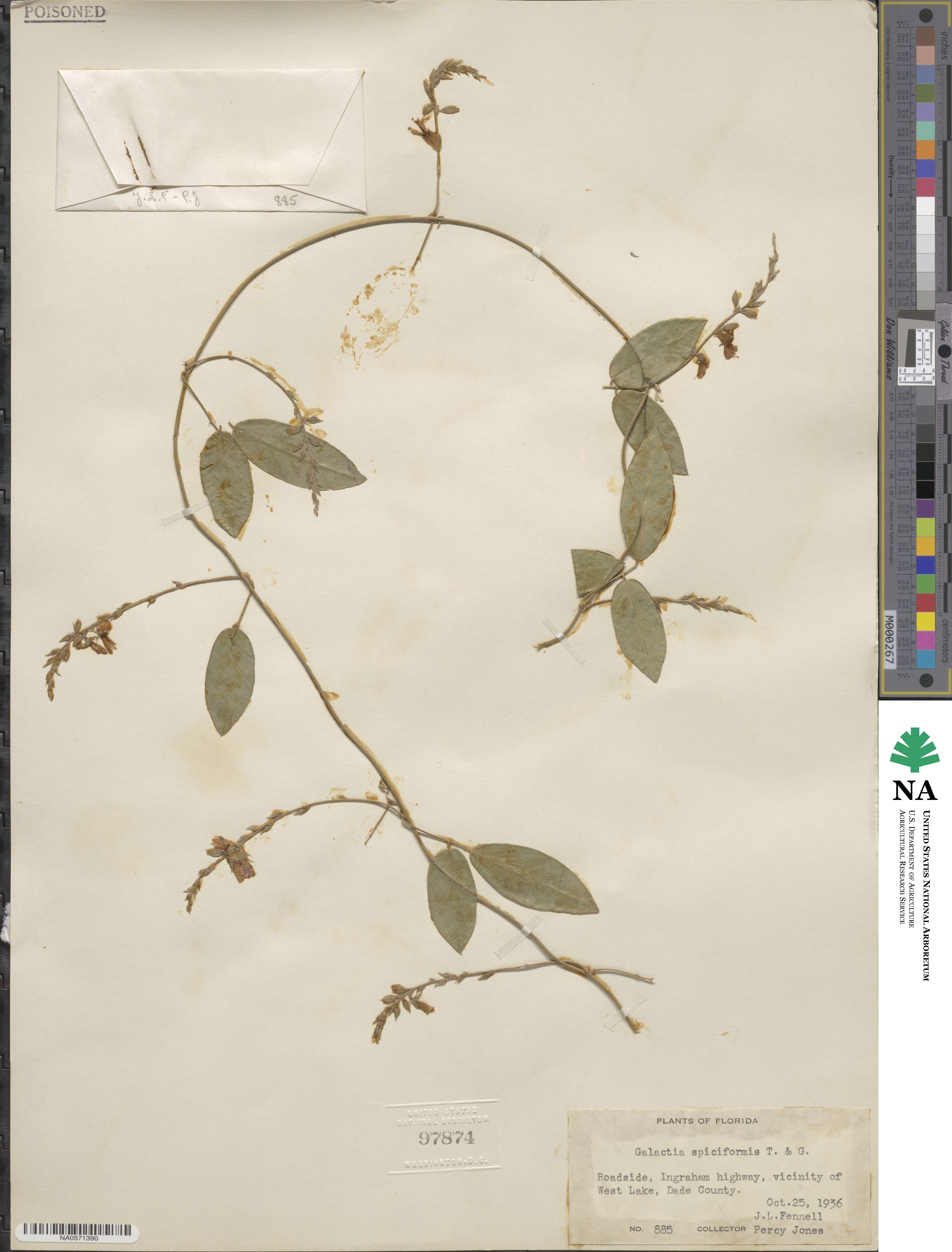 Galactia spiciformis image