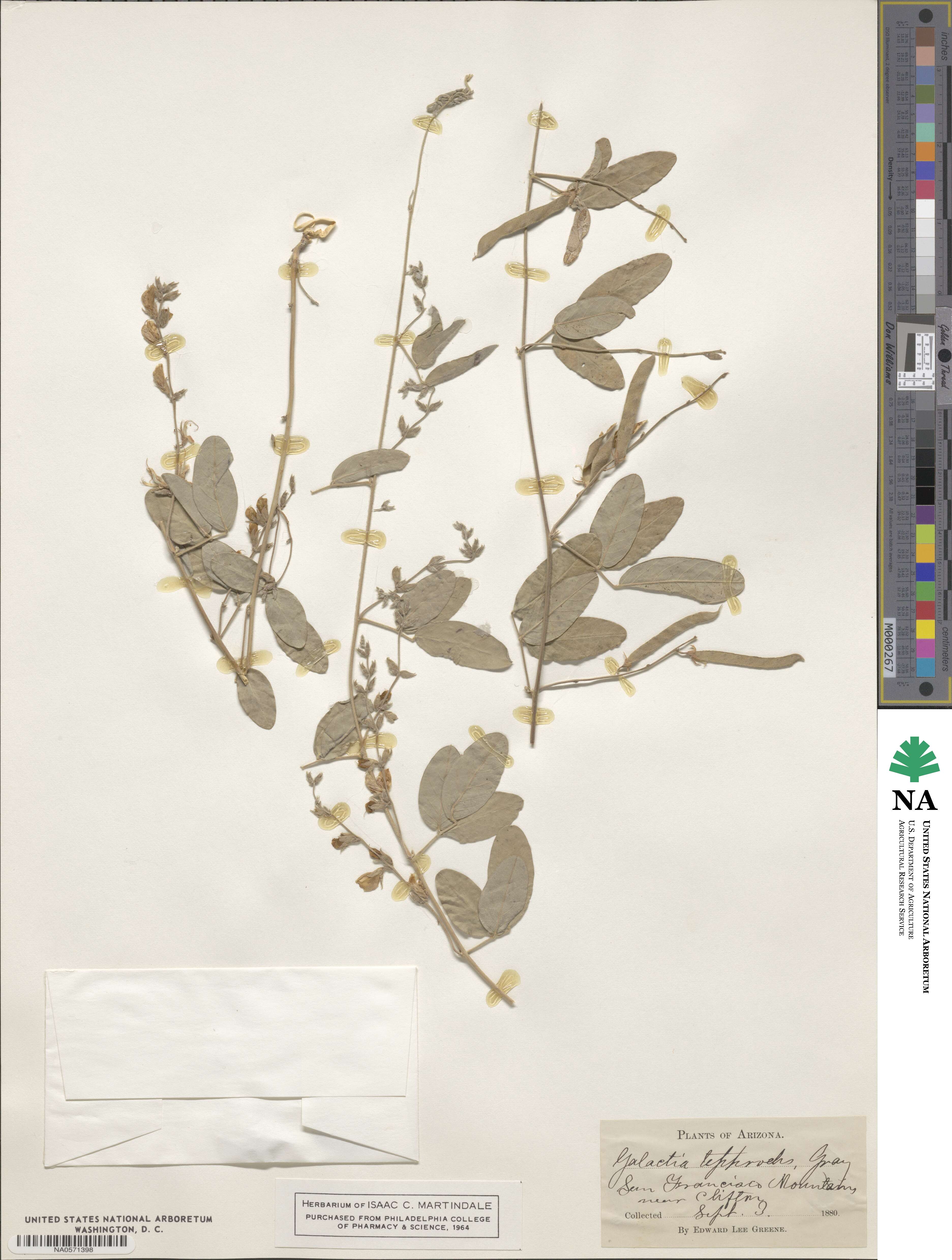 Galactia wrightii var. wrightii image
