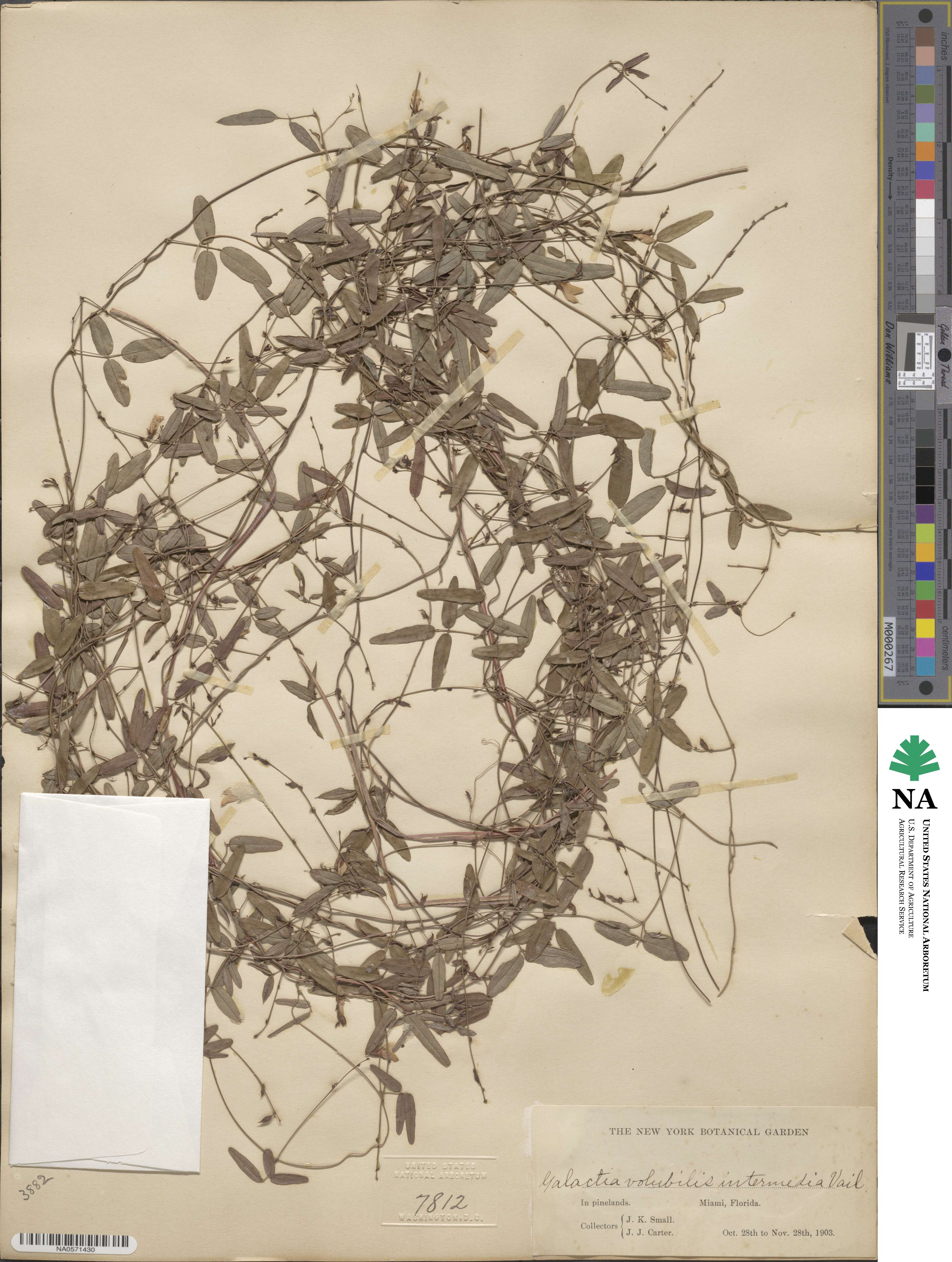 Galactia volubilis image