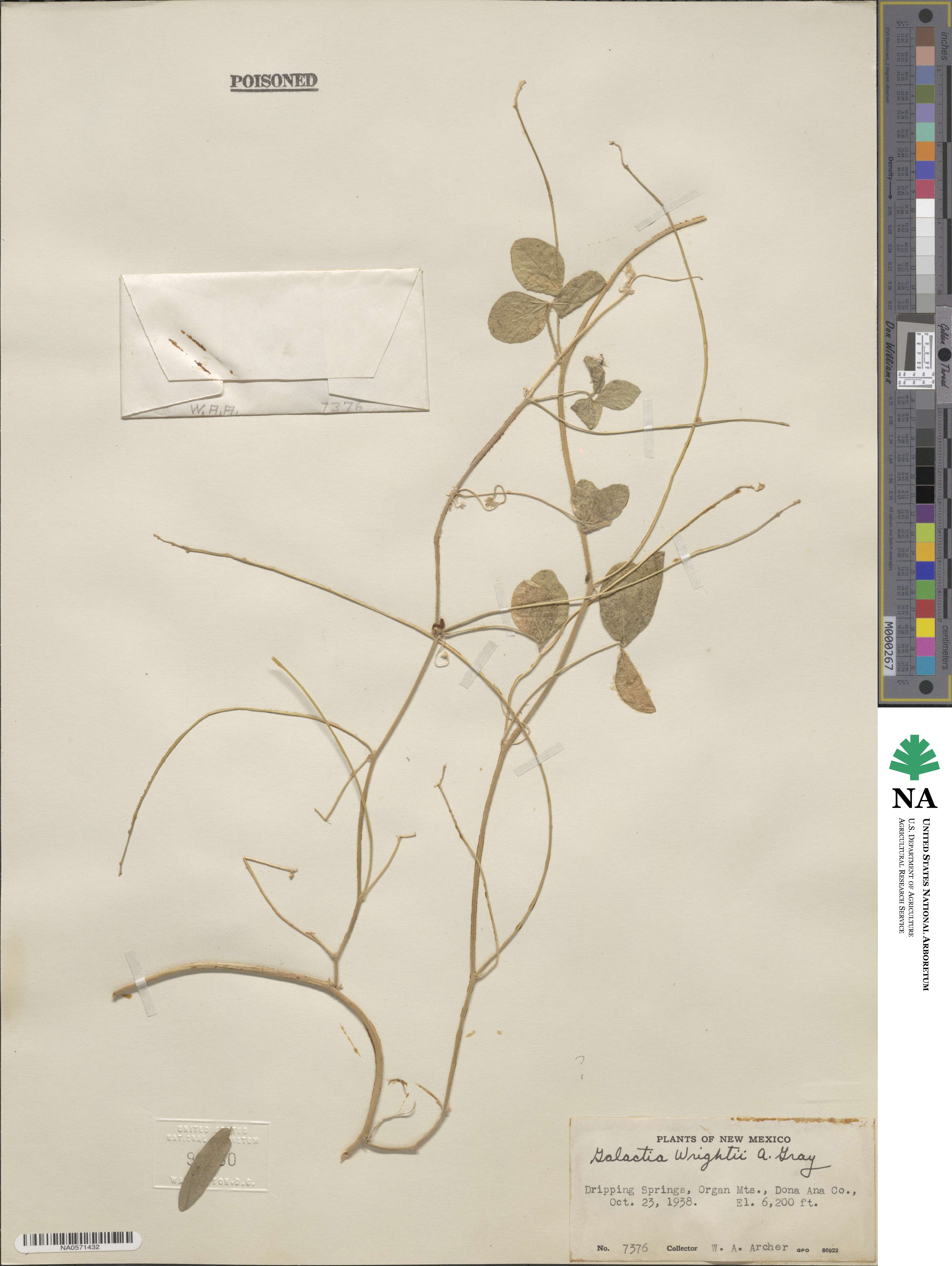 Galactia wrightii image