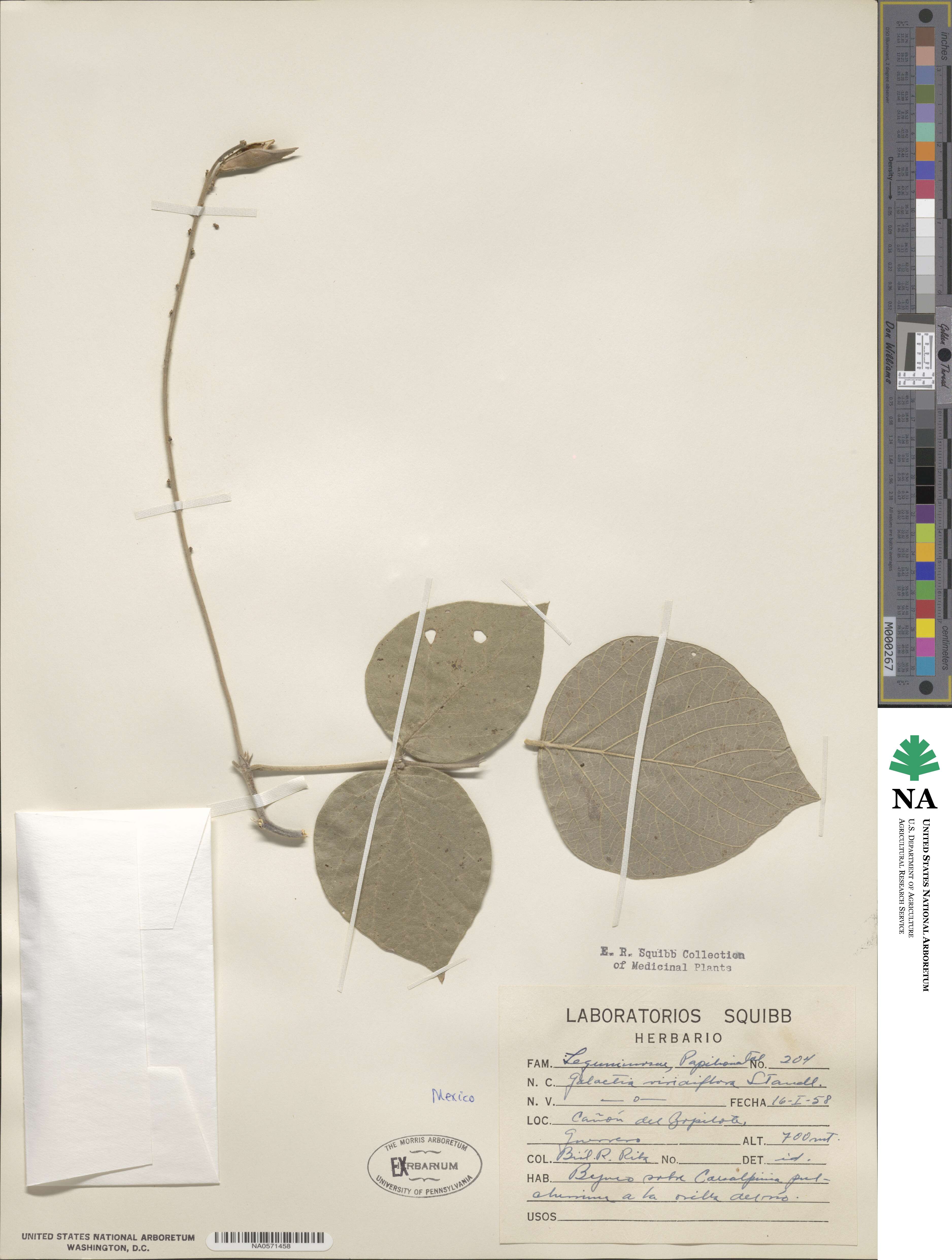 Lackeya viridiflora image