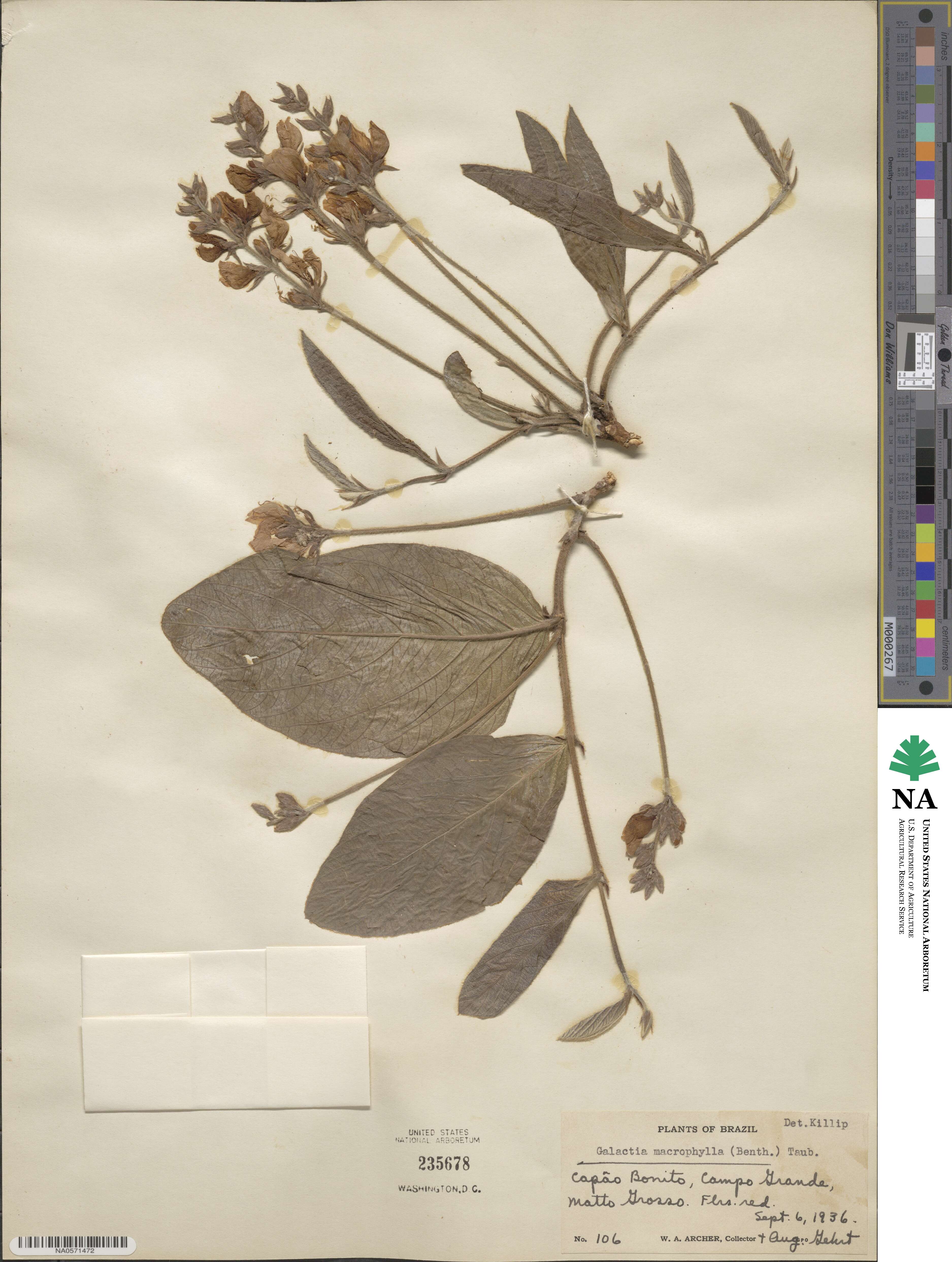 Cerradicola boavista image