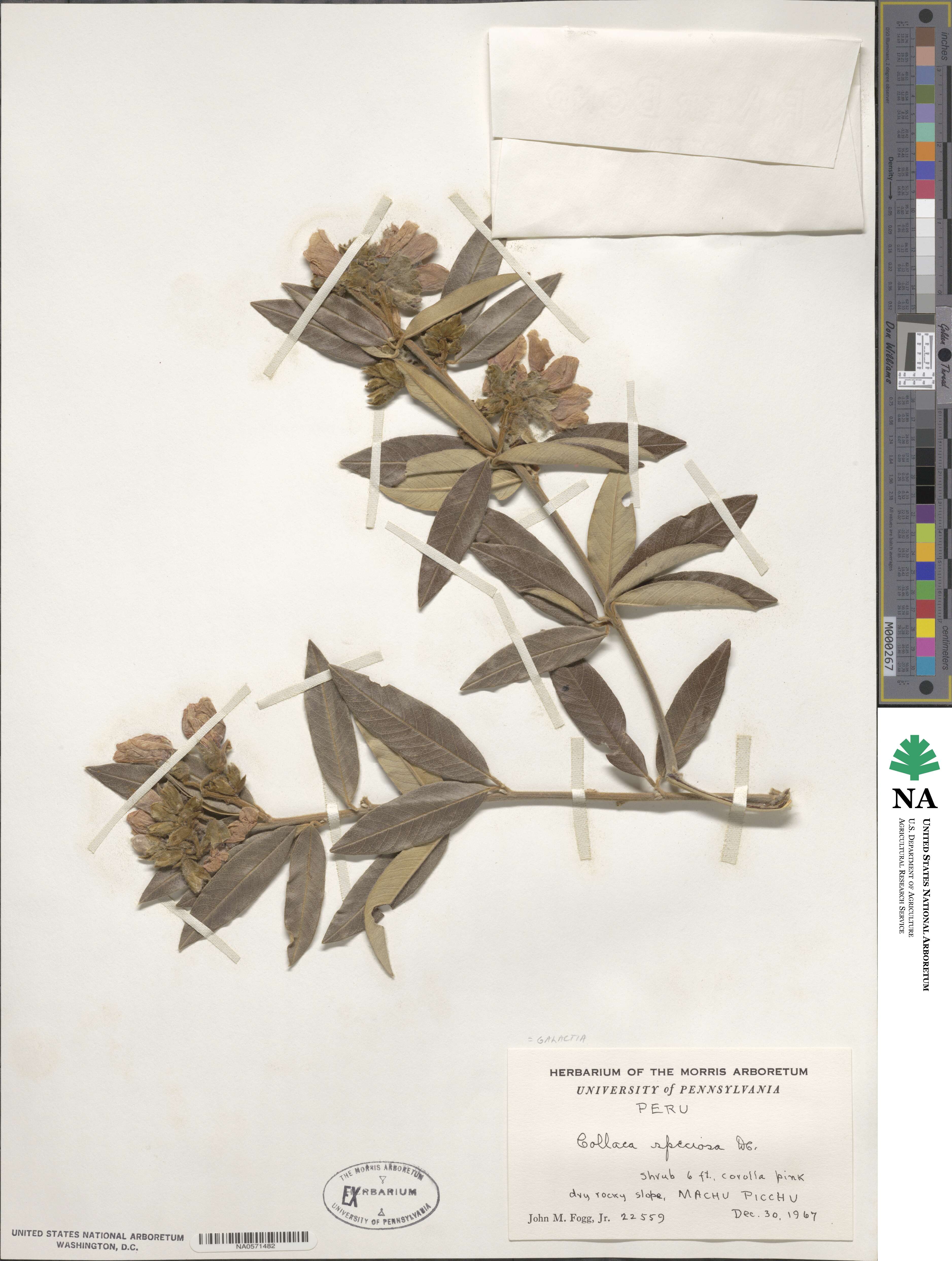 Collaea speciosa image