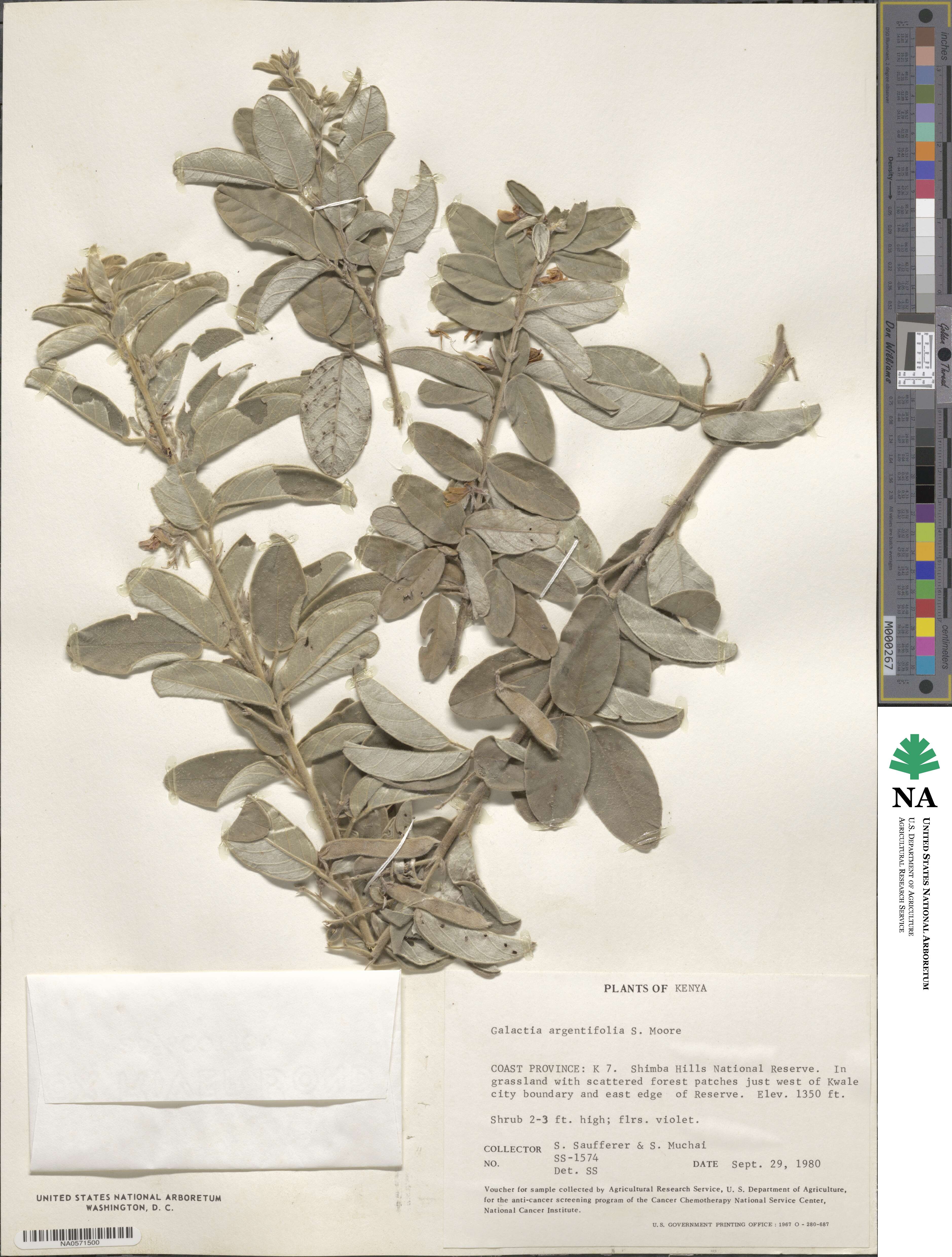 Galactia argentifolia image