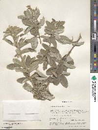 Image of Galactia argentifolia