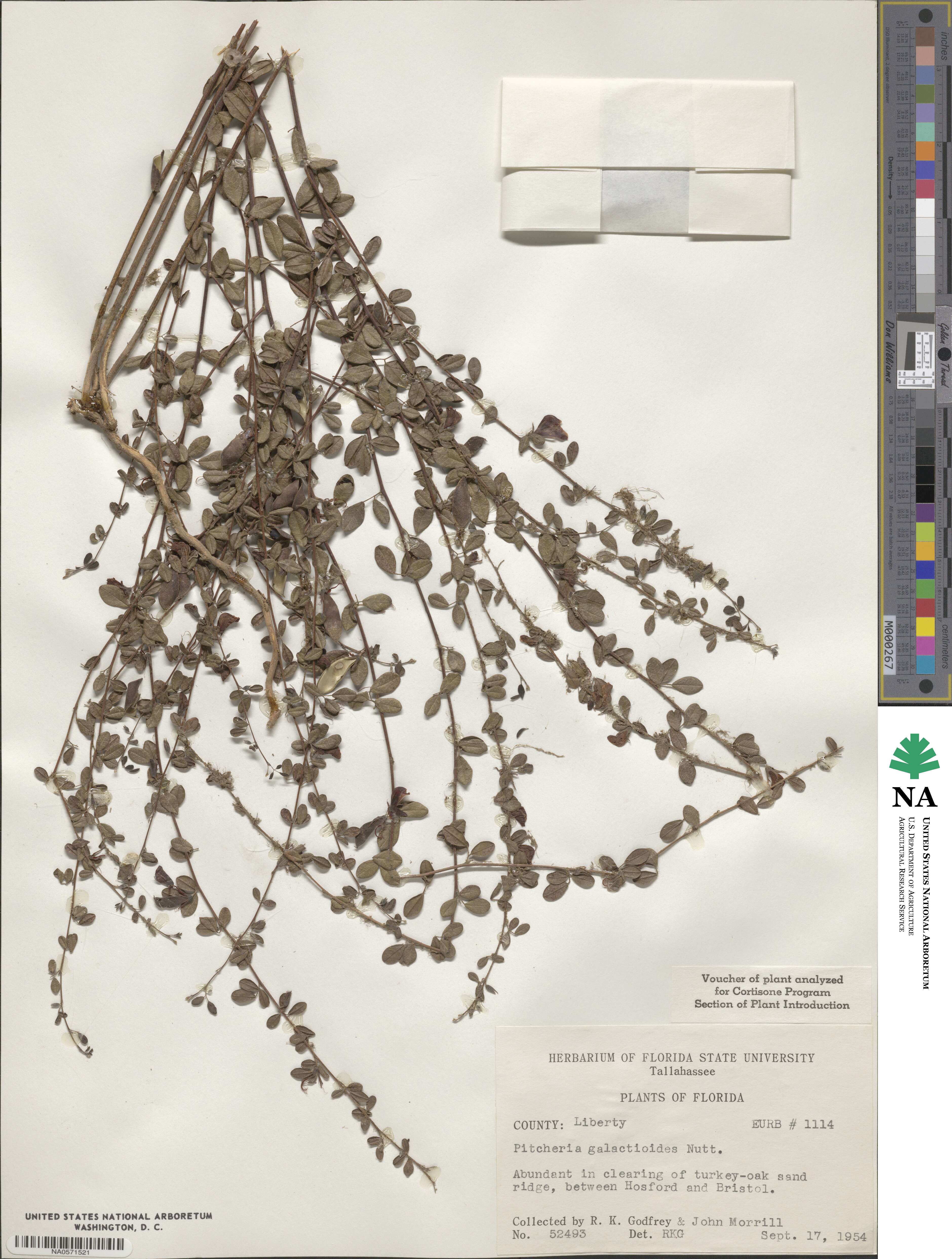 Pitcheria galactoides image