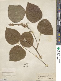 Lackeya multiflora image