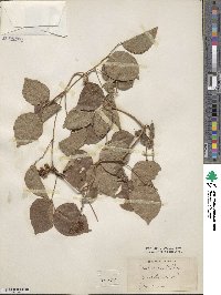 Lackeya multiflora image