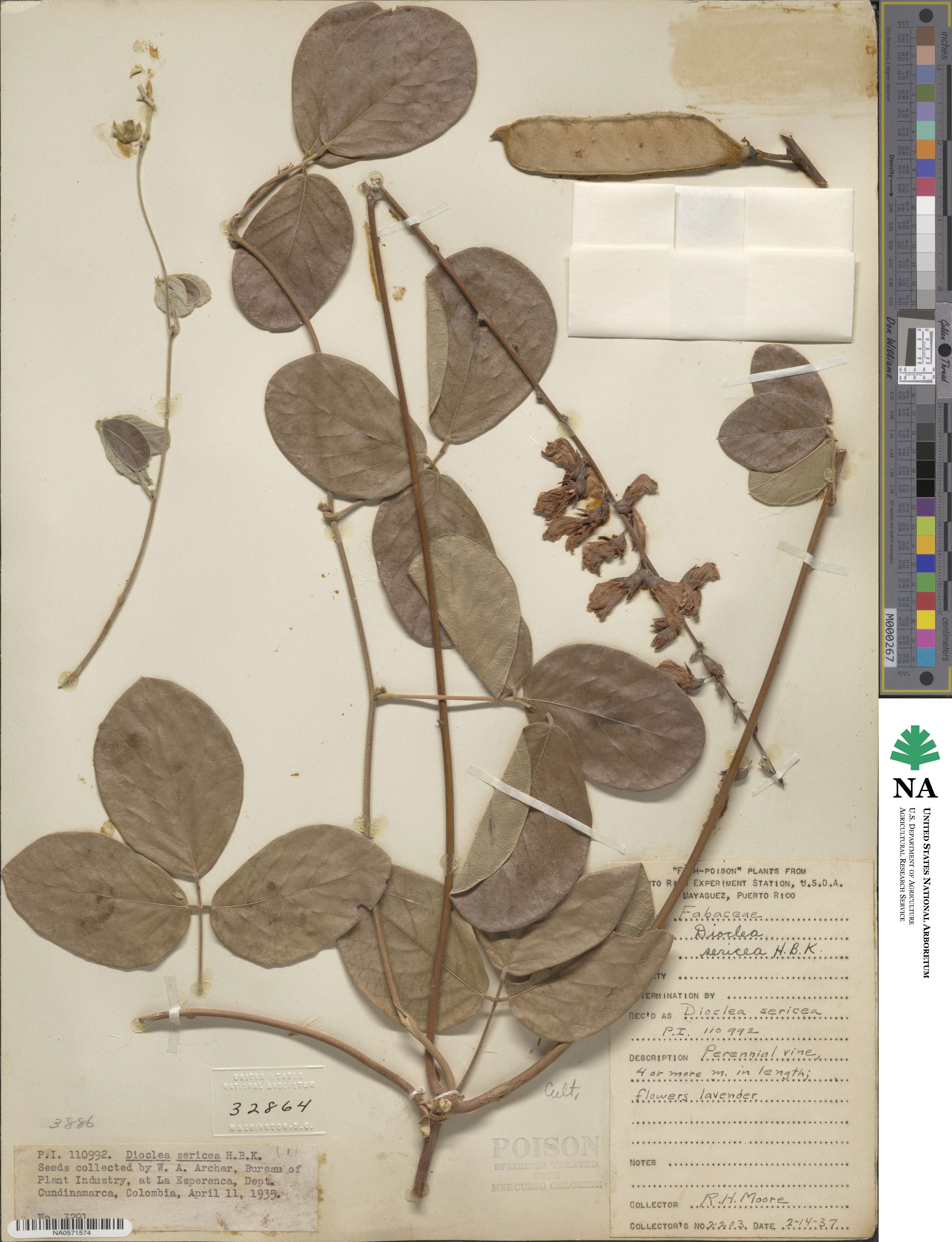 Dioclea sericea image