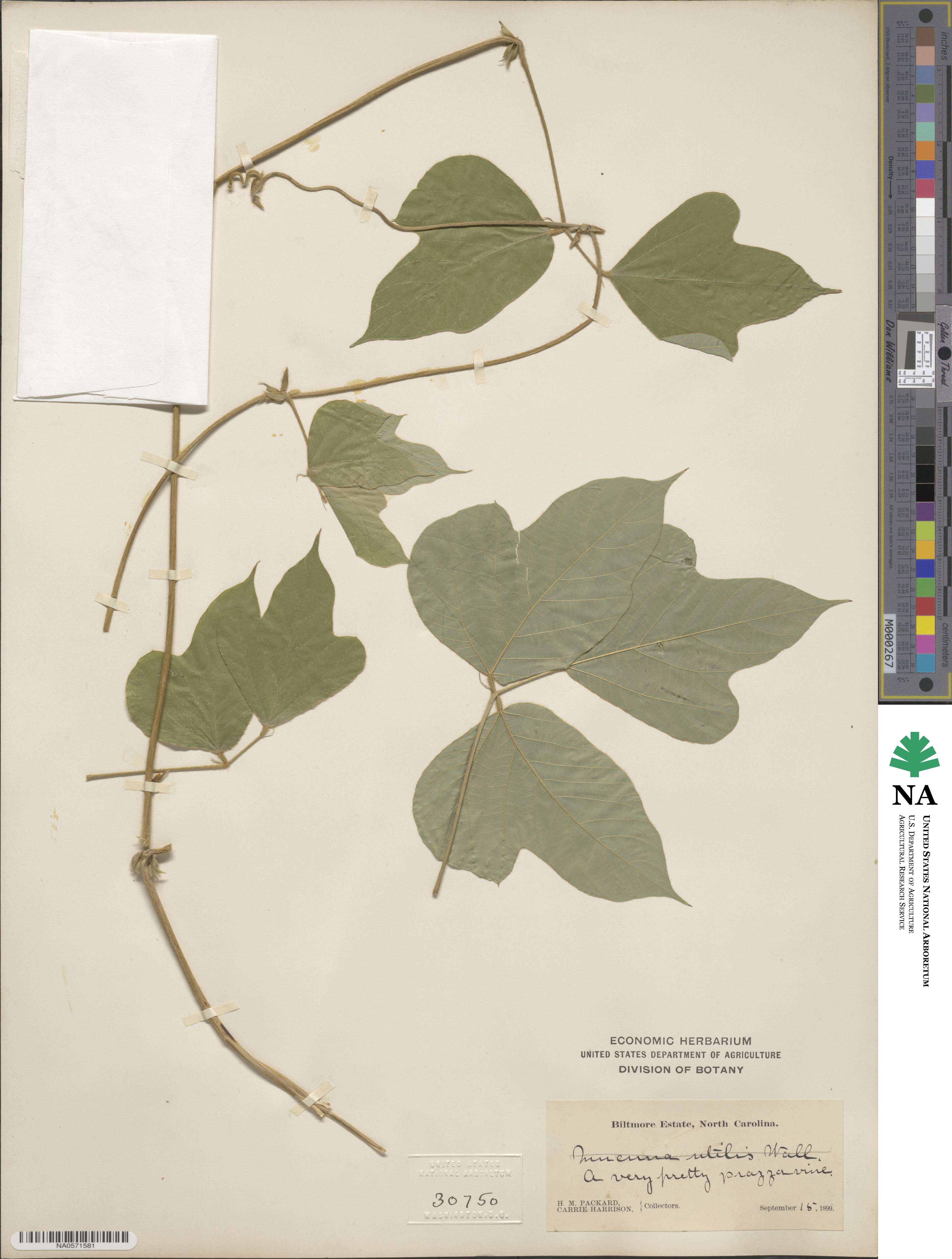 Pueraria montana image