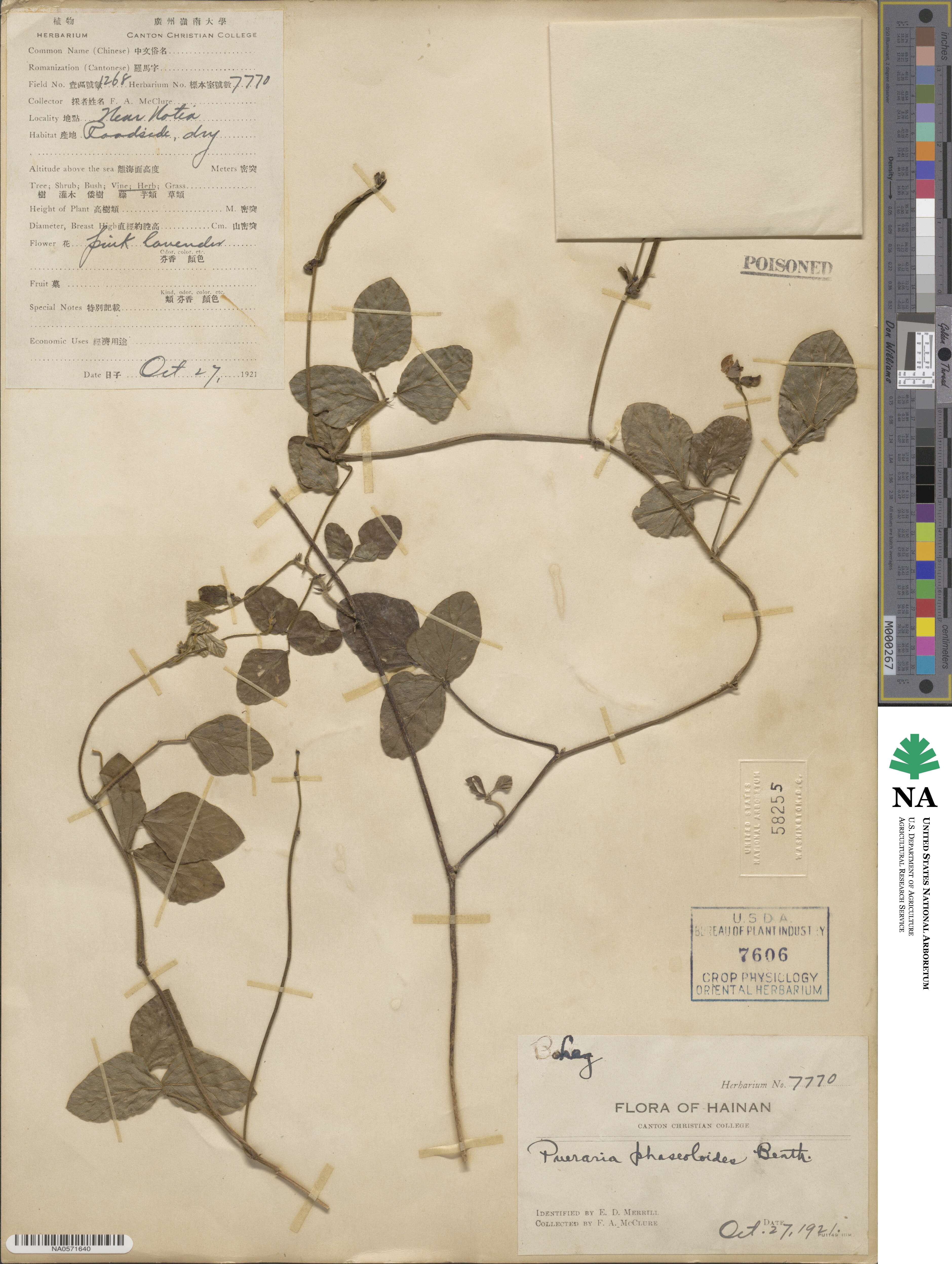 Neustanthus phaseoloides image