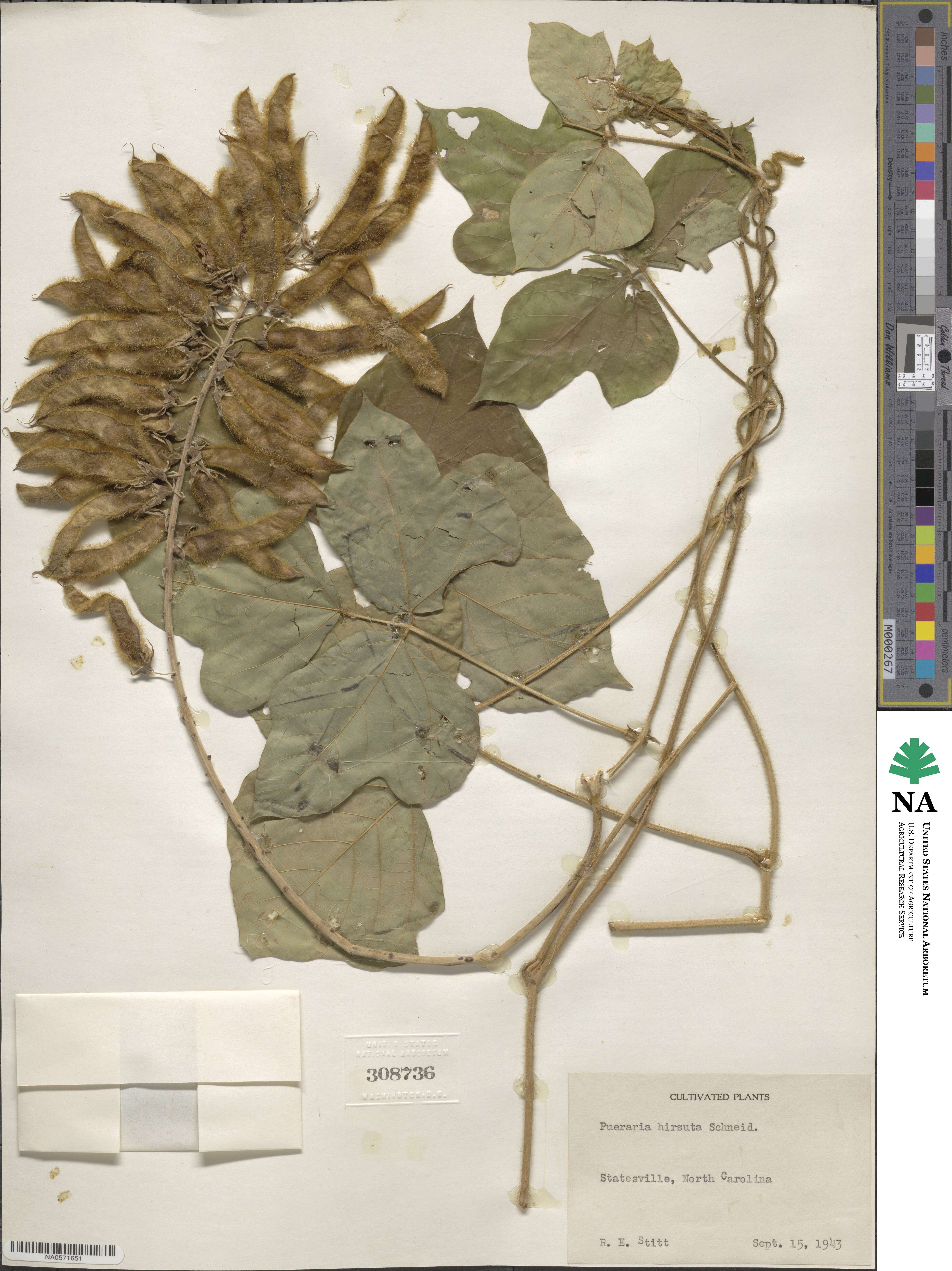 Pueraria hirsuta image