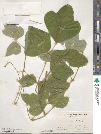 Pueraria montana var. lobata image