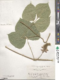 Pueraria montana var. lobata image